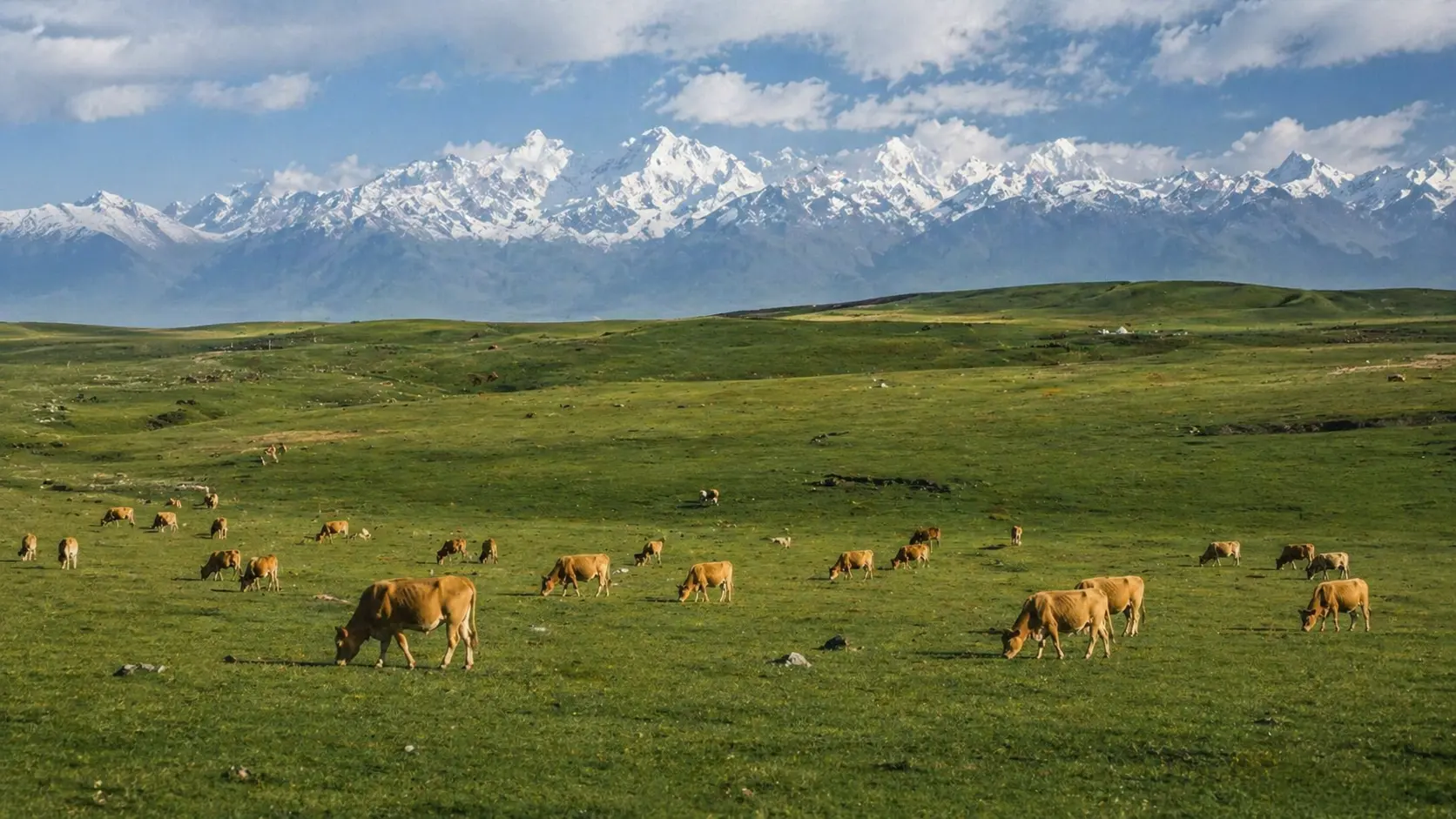 Premium beef cattle ranch