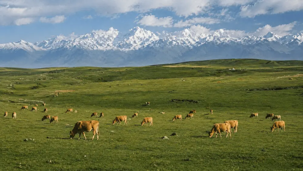 Agricultural fields